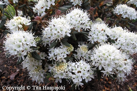 Ledum groenlandicum 'Helma', lännenpursu